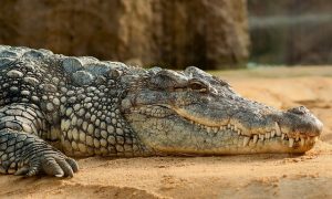 nile crocodile